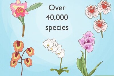 How to Grow Orchids