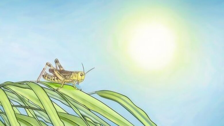 How to Take Care of a Grasshopper