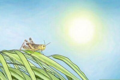 How to Take Care of a Grasshopper