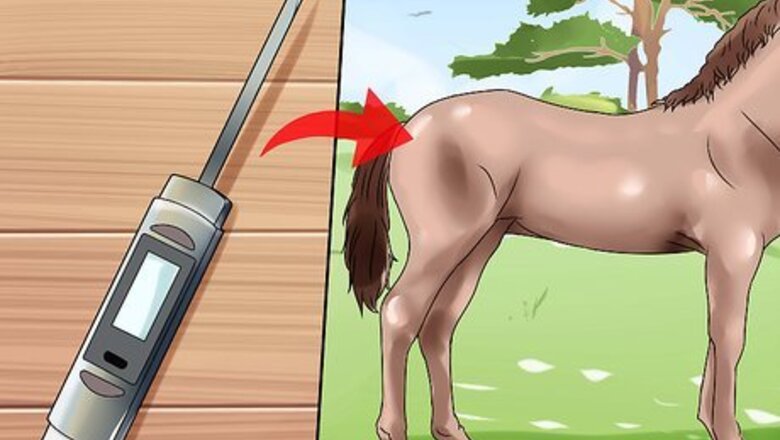 How to Give First Aid to a Horse
