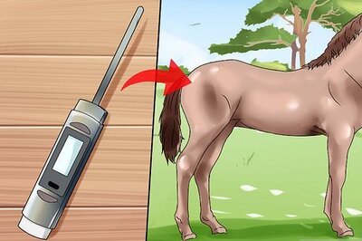 How to Give First Aid to a Horse