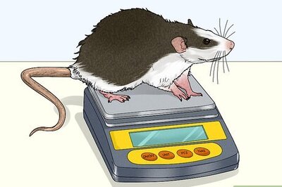 How to Care for a Rat That Had a Stroke