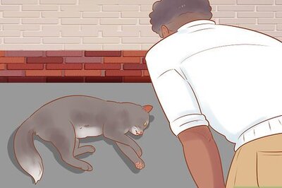 How to Get Help for a Cat Hit by a Car