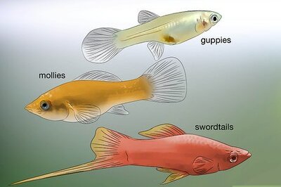 How to Tell if Your Fish Is Having Babies