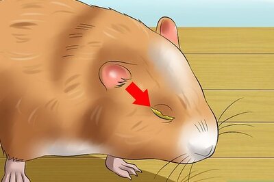 How to Help a Hamster With Sticky Eye