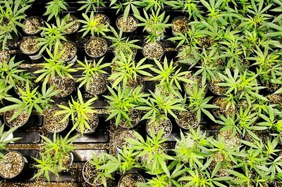 FDA Approves First Ever Prescription Drug Made of Marijuana to Treat Epilepsy in Children