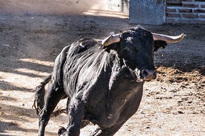 Man Fatally Attacked by Stray Bull on His Way to Pick Up Son from School in Delhi