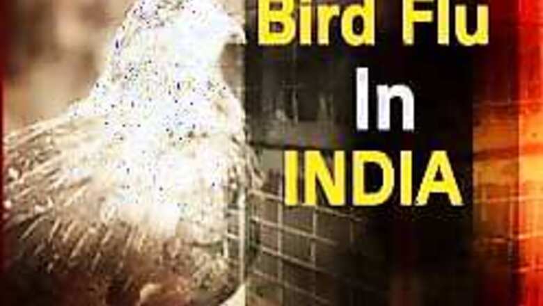 80,000 birds to be culled today