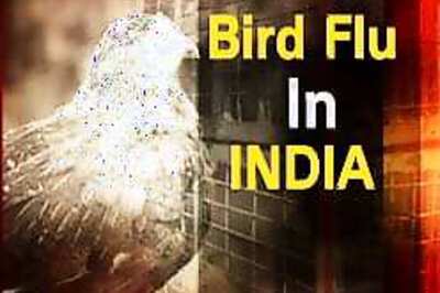 80,000 birds to be culled today