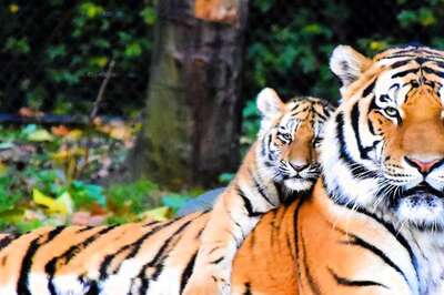 How To Bring Down Tiger Deaths Due To Unnatural Causes? Expert Spells Out His Action Plan