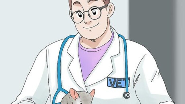 How to Manage Broken Bones in Chinchillas