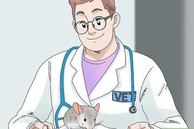 How to Manage Broken Bones in Chinchillas