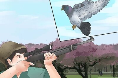 How to Eat Dove or Pigeon