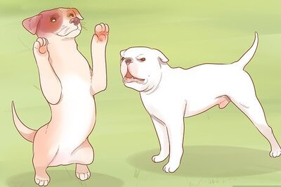 How to Be Your Dog's Best Friend