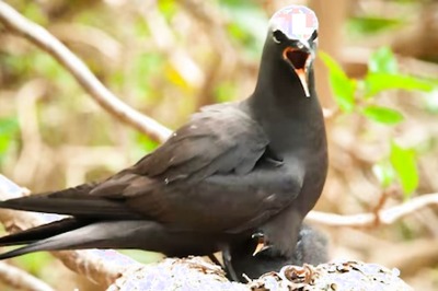 This Tree Kills Birds And Is Called A Birdcatcher