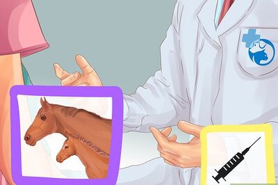 How to Vaccinate Newborn Foals