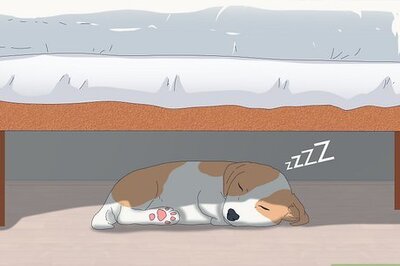 6 Reasons Your Dog Might Be Sleeping under Your Bed (And How to Get Them to Stop)