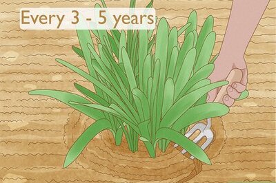 How to Transplant Resurrection Lilies