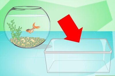 How to Change the Water in a Fish Bowl