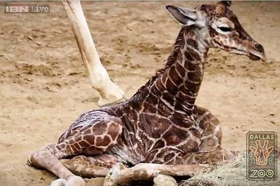 Mystery of giraffe's long neck solved