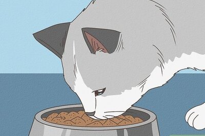 How to Care for Ragdoll Cats