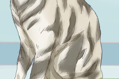 How to Identify a Tabby Cat