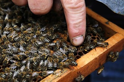 Man covered in 1.1 million bees sets Guinness World record