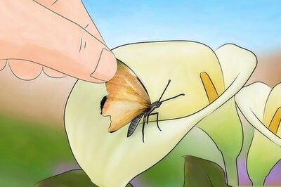 How to Help a Butterfly with an Injured Wing