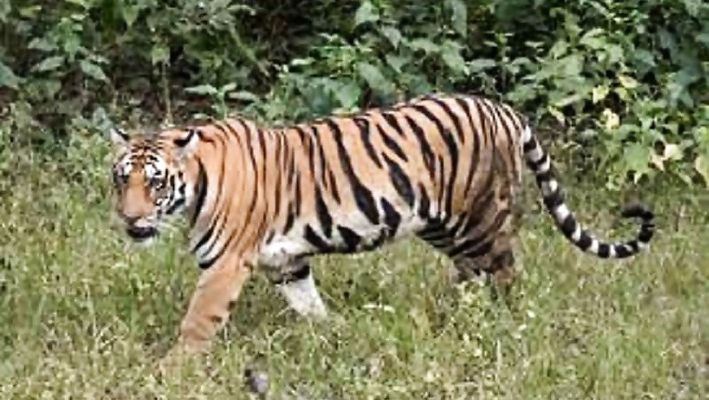 Over 1.3 Lakh km of Roads Threaten 57% Tiger Habitats and Their Prey in Asia: Study