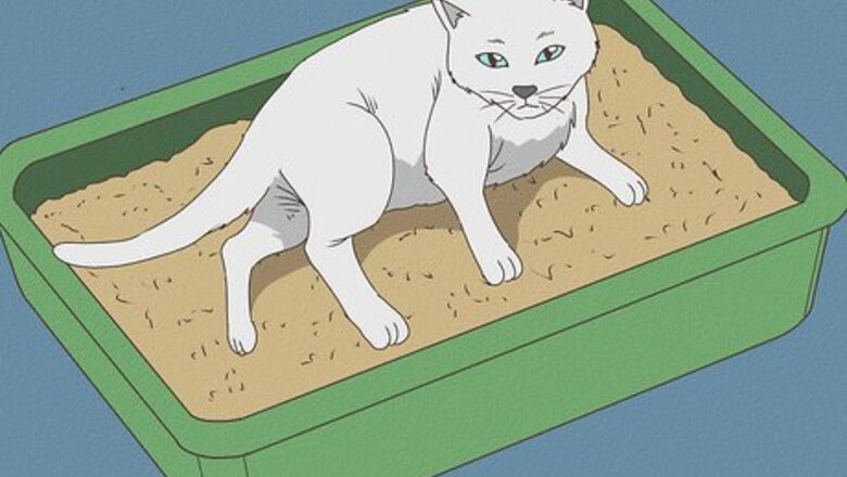 How to Take Care of a Cat