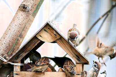 World Sparrow Day 2024: History, Significance, and Celebration