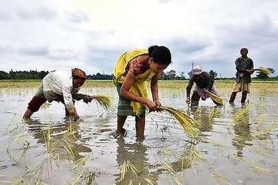 India's crop planting gathers pace, buoyed by bountiful monsoon rains