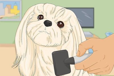 How to Take Care of a Shih Tzu