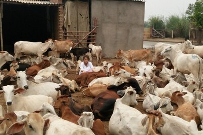 'Desi Breed' Cow Turns Guest of Honour, Inaugurates Lucknow's First Organic Restaurant