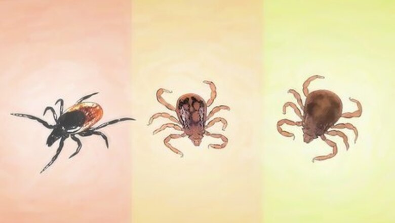 How to Identify Ticks