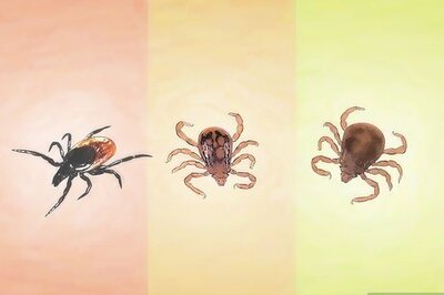 How to Identify Ticks