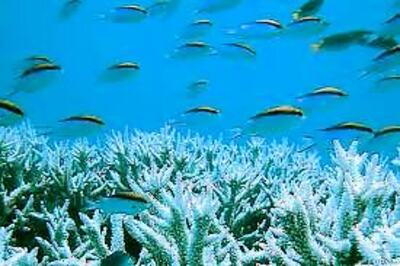 Kerala to build artificial reefs