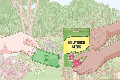 How to Grow Hollyhocks