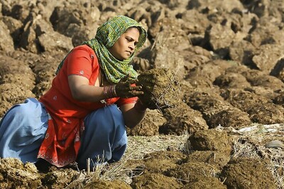 Gujarat Municipality Asks Cattle to Drop Not More Than 3kg of Dung Per Day