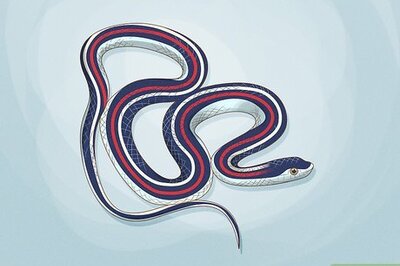 How to Catch a Garter Snake