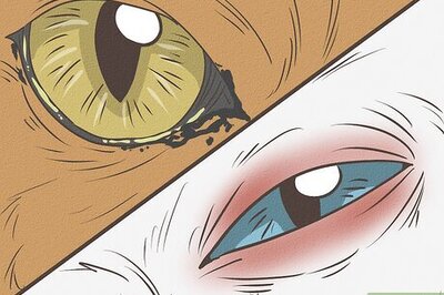 How to Treat Cat Eye Infection