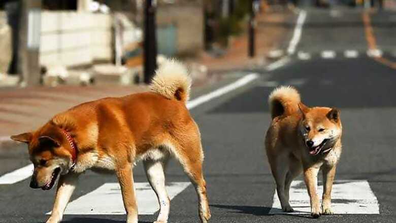 Chinese pet dog is a smoking addict