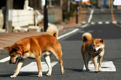 Chinese pet dog is a smoking addict