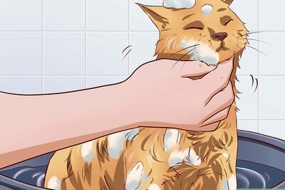 How to Get Your Cat to Tolerate a Bath