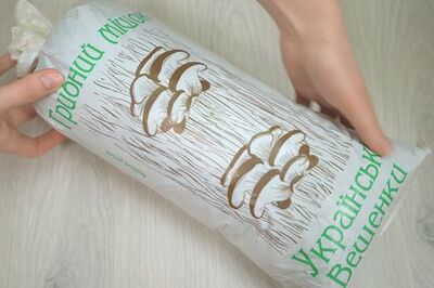 How to Store Mushroom Spawn