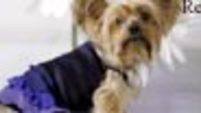 US couple in India offers Rs 1 lakh for missing dog