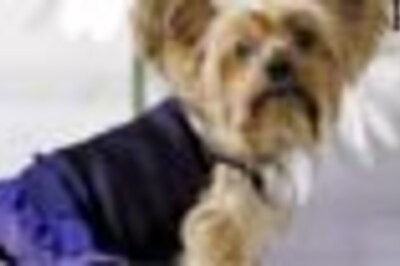 US couple in India offers Rs 1 lakh for missing dog