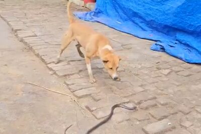 Dog Overpowers Snake In This Scary Video