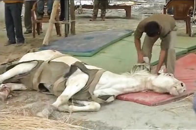 BJP MLA's daughter says her father didn't hit horse Shaktiman, blames media