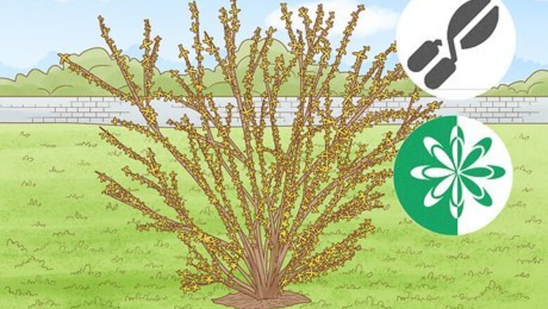 How to Prune Forsythia
